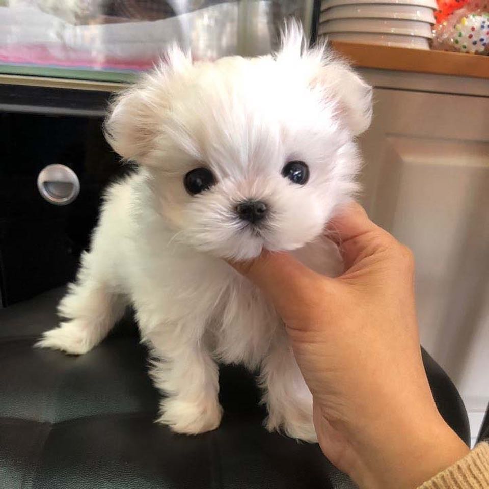 Toy Poodle  Puppies For Sale | https://sunshineteacuppuppieshome.com/ - photo 4
